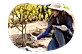 Cannabis business owner cultivating their crops.