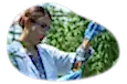 Employee observing cannabis sample in a laboratory.