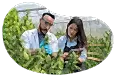 Cannabis processors examining marijuana plants.