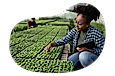 Agricultural consultant providing advice about client's crops.
