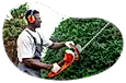 Lawncare professional trimming bushes.
