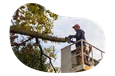 A tree trimmer removing a client's tree branch