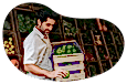 Grocery store employee stocking a produce shelf.